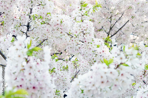 Cherry blossom season in Tokyo Japan