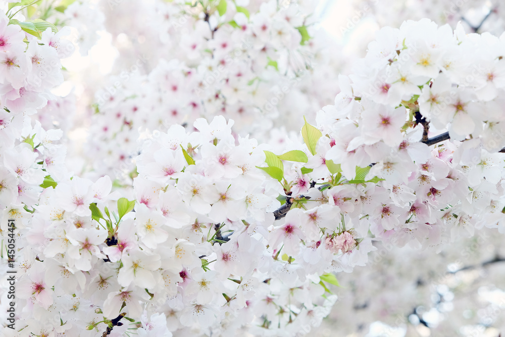 Cherry blossom season in Tokyo Japan Cherry blossom season in Tokyo Japan