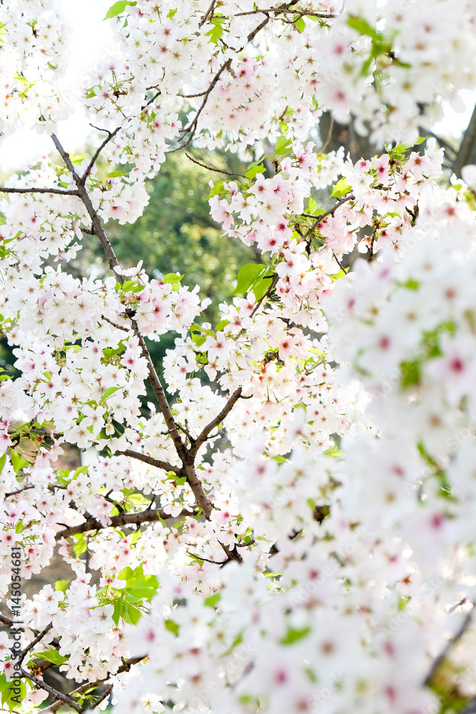 Cherry blossom season in Tokyo Japan