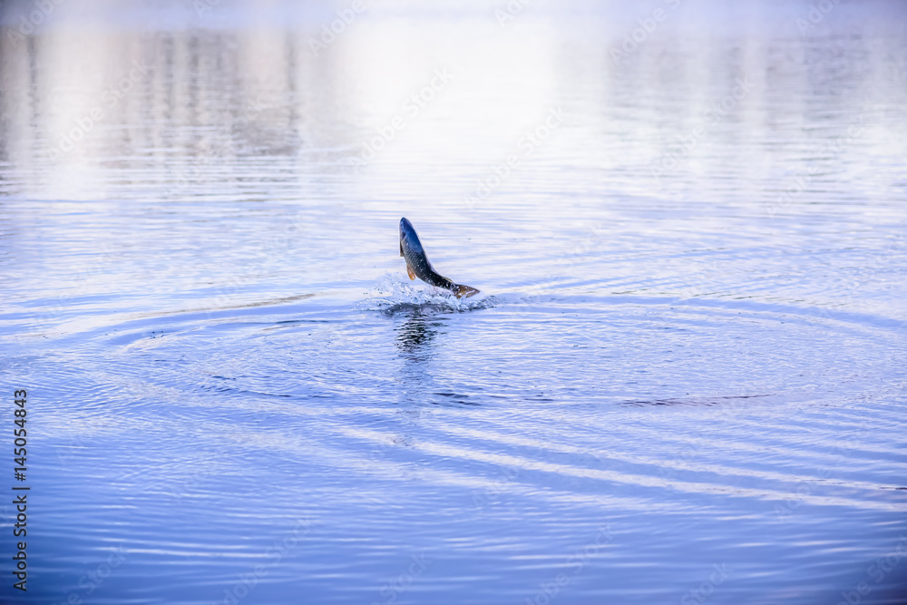 fish jumping out of water with splash and ripples at dusk Stock Photo