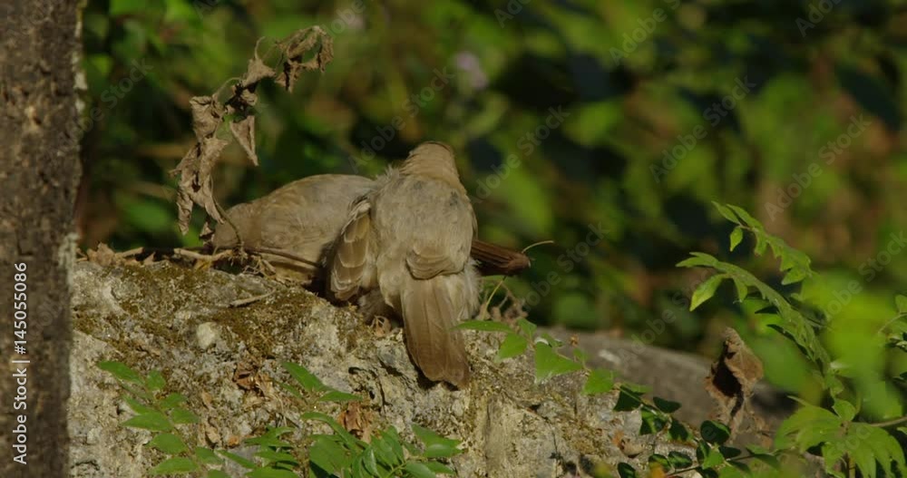 Jungle Babbler in Northern India Jungle Babbler in Northern India