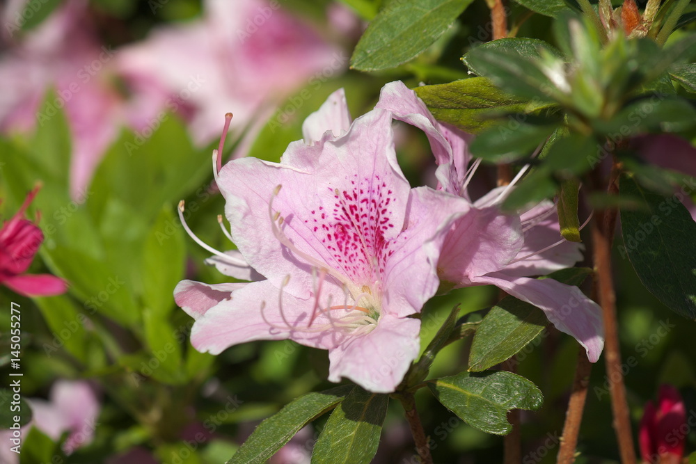 Obraz premium つつじ