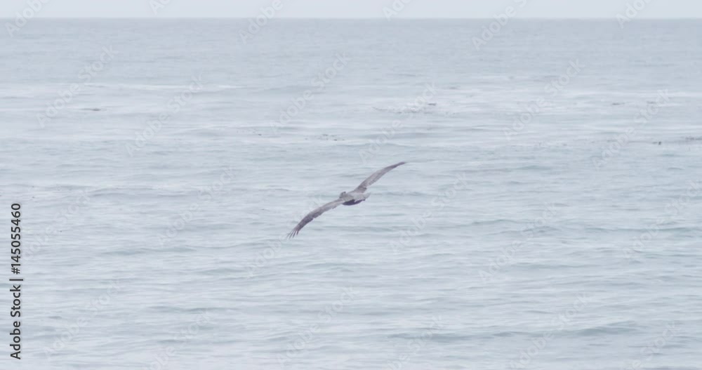 Slow motion shot of Pelican flying at Natural Bridges State Beach in Santa Cruz, California. Slow motion shot of Pelican flying at Natural Bridges State Beach in Santa Cruz, California.