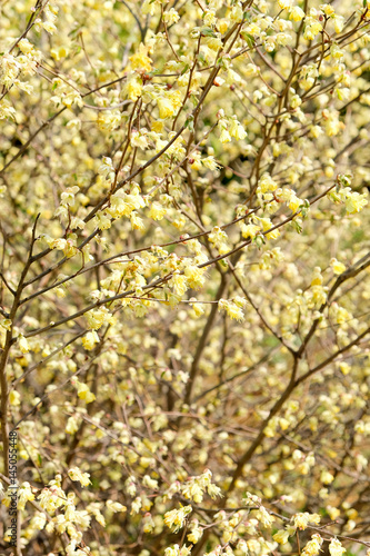 corylopsis pauciflora, Numerous short racemes of primrose yellow flower,The fragrant flowers appear from early to mid-spring. © ponsulak