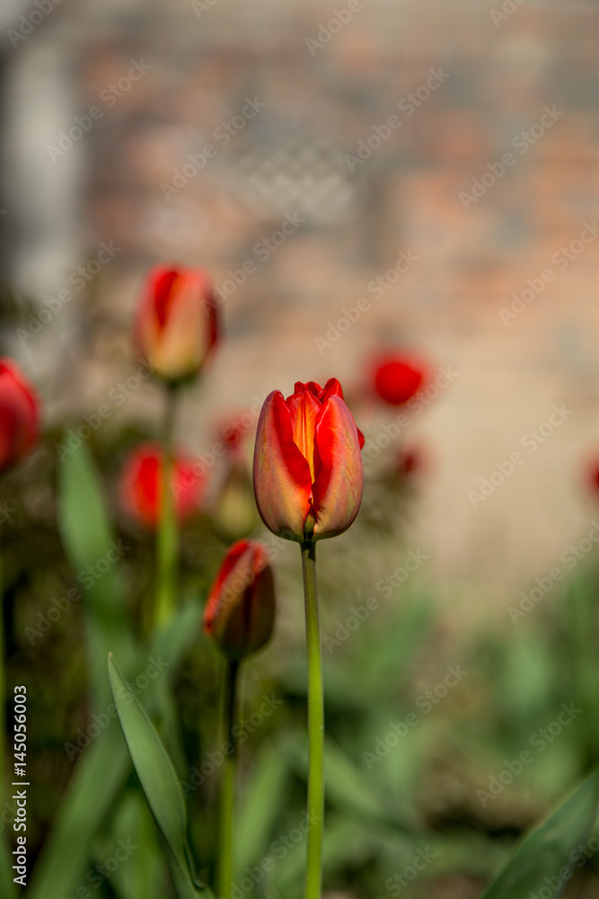 Obraz premium red tulips in the garden