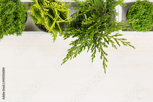 Soft workplace with green young conifer plants top view with copy space on beige wood board background.
