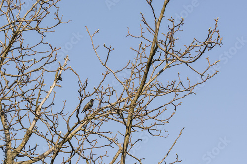 Bird starling on a branch in a tree without leaves.