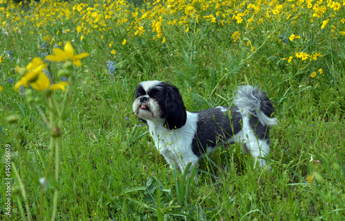 Deep in Thought/Purebred Shih Tzu standing in a field of yellow flowers. 