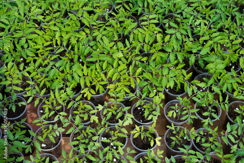 tomato seedlings growing in a greenhouse - selective focus, copy space