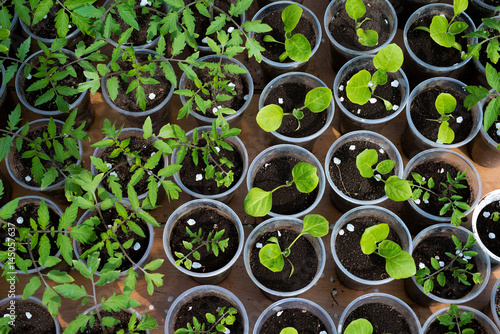 tomato and eggplant seedlings growing in a greenhouse - selective focus, copy space