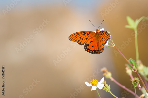 Monarch butterfly on a wildflower with out of focus background.