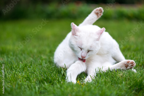 Fototapeta Naklejka Na Ścianę i Meble -  White fluffy cat licking herself and cleaning her skin  - copy space