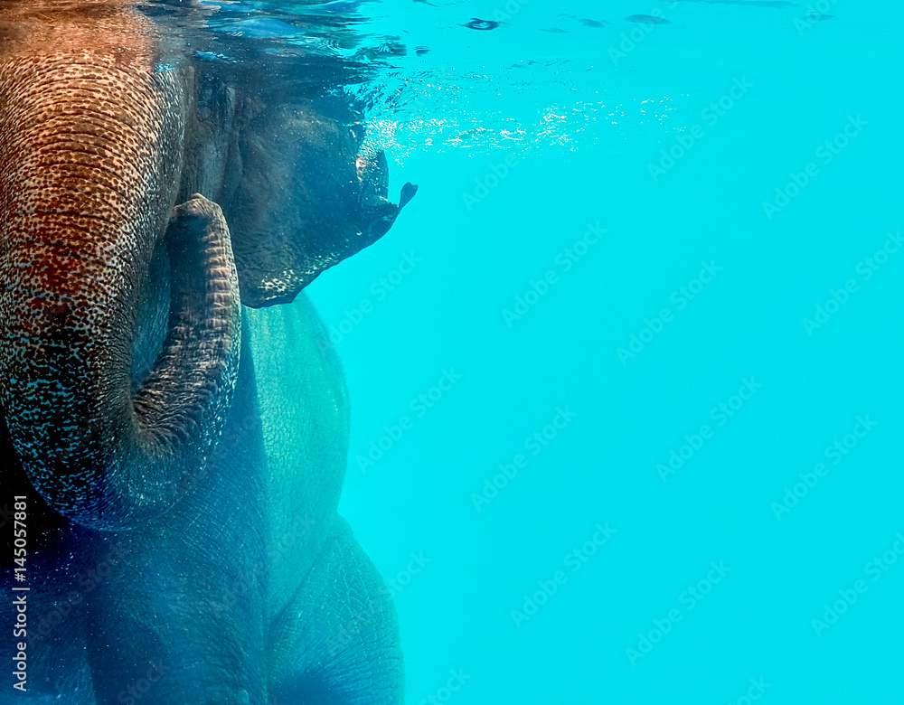 Fototapeta premium Wild elephant swimming in the water, Close up with place your text