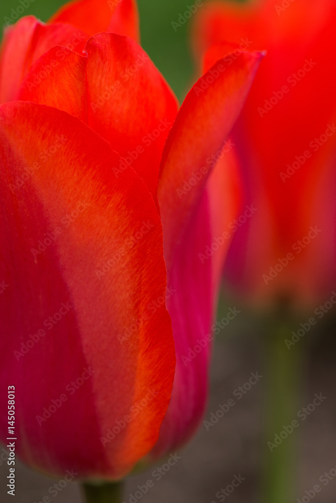 extreme close up of a red tulip - selective focus extreme close up of a red tulip - selective focus