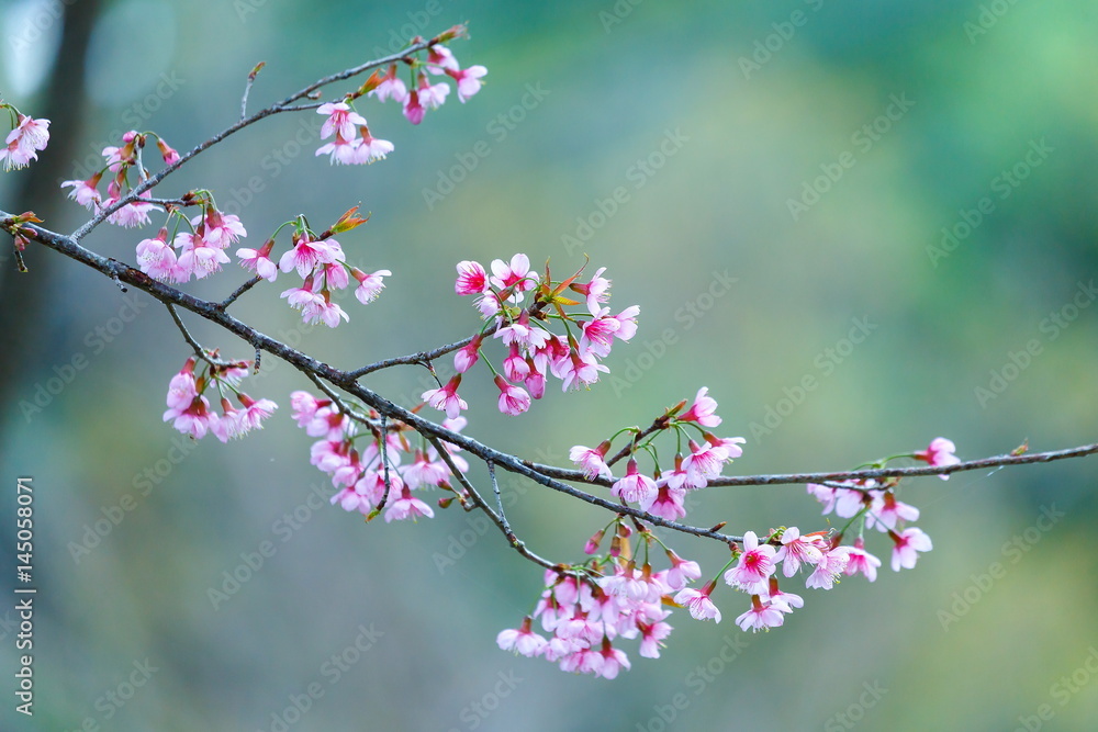 Flower,Prunus cerasoides,Wild Himalayan Cherry. Flower,Prunus cerasoides,Wild Himalayan Cherry.