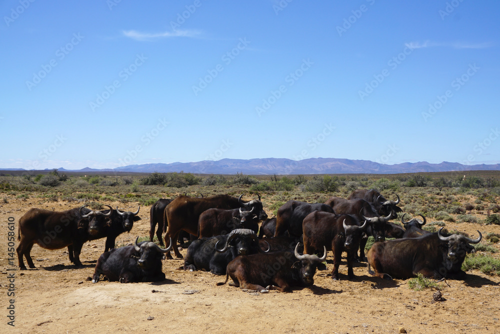 Black African buffalo herd sitting and standing at Africa safari Black African buffalo herd sitting and standing at Africa safari