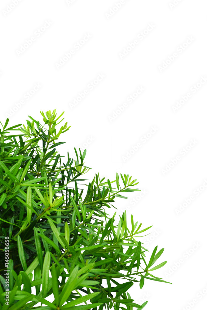 Green Bush isolated with white background