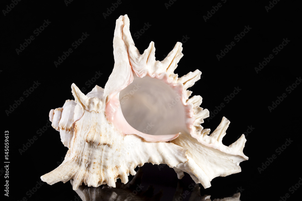 Single sea shell isolated on black background Single sea shell isolated on black background