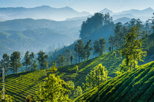Green tea plantations. Munnar, Kerala, India photo