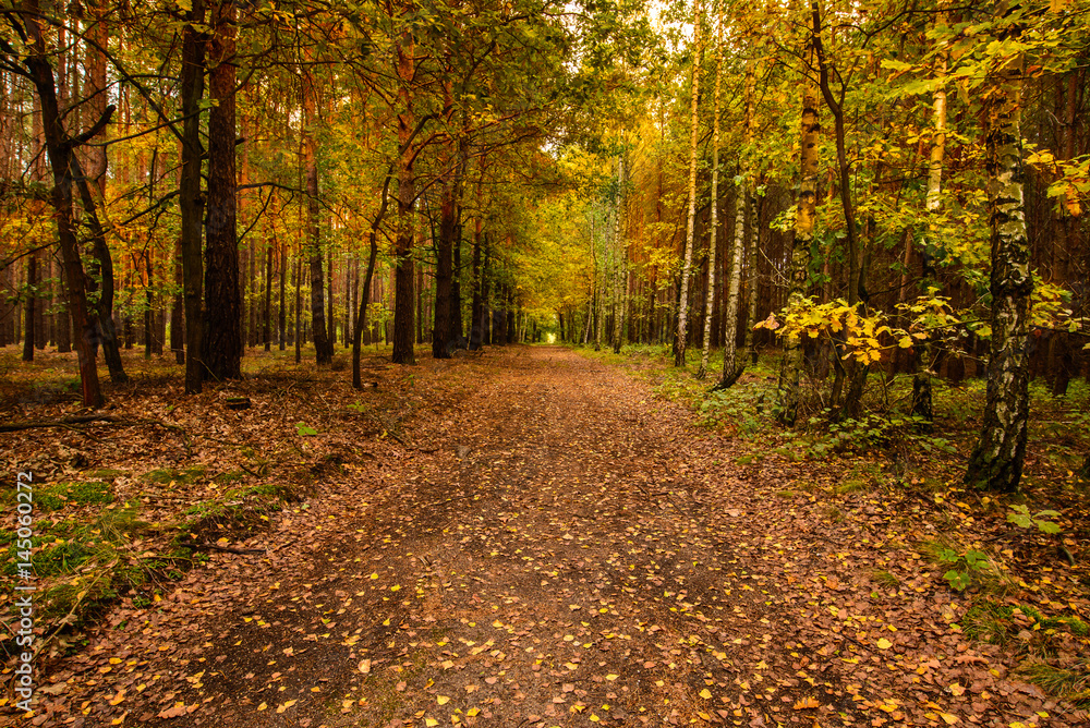 Autumn; Forest road in the colors of autumn;   Poland.