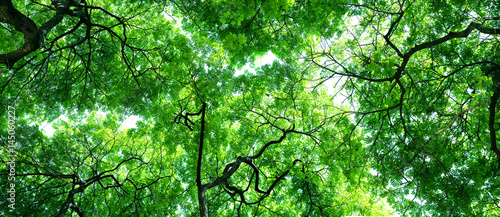 Worm's Eye View Trees, Extreme hires panorama 