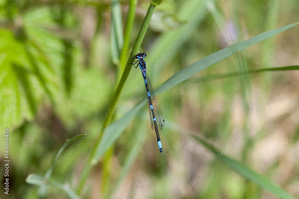 Fledermaus-Azurjungfer Fledermaus-Azurjungfer