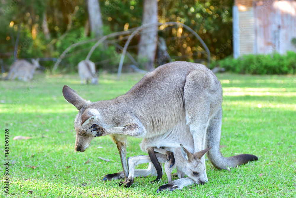 Kangarros in wild nature