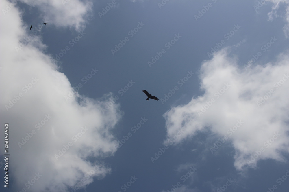 eagle mumbai eagle mumbai