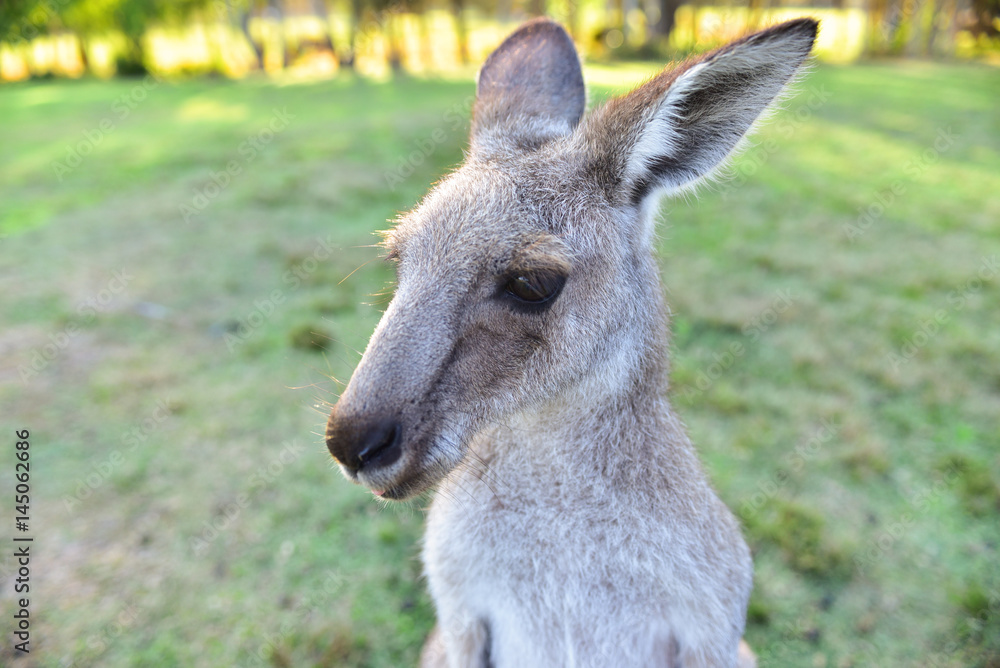 Kangarros in wild nature Kangarros in wild nature