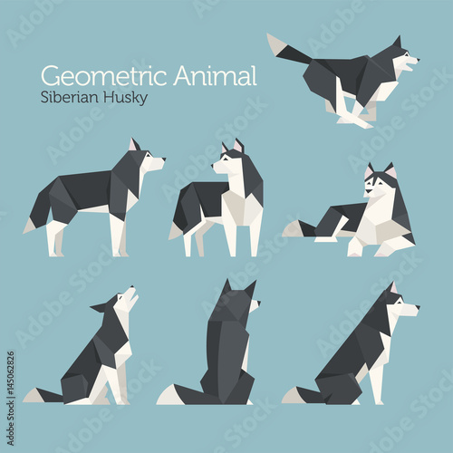 geometric low poly husky dog flat design illustration set