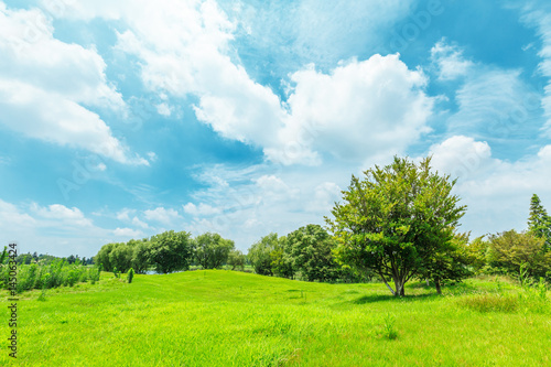Fototapeta Naklejka Na Ścianę i Meble -  green grass under the blue sky
