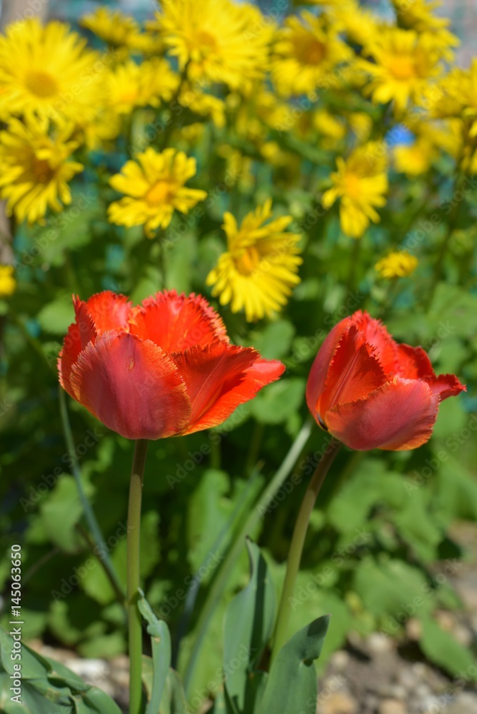 May flowers, tulips.