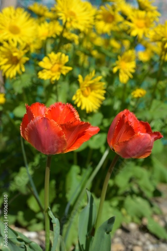 May flowers, tulips.