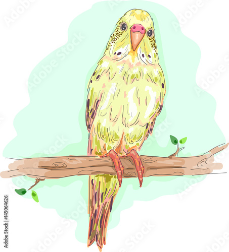 Bird Budgie Branch Perch