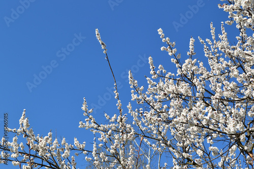 Blossoming tree against the blue sky