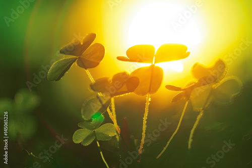 Clover leaf against sunset sun