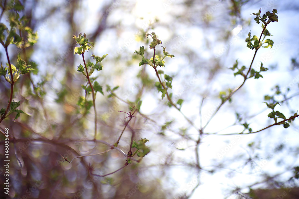young green leaves spring background young green leaves spring background