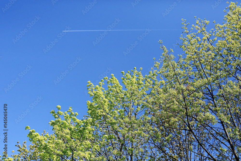 Fototapeta premium young green leaves spring background