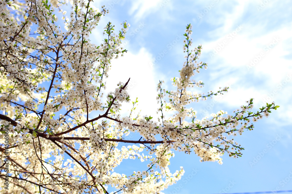 blooming cherry flowers branch