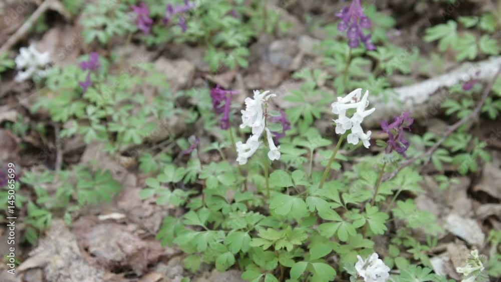 First blue and white spring flowers in the forest. Close up.