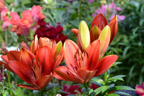 Fototapeta Naklejka Na Ścianę i Meble -  Blumen 771