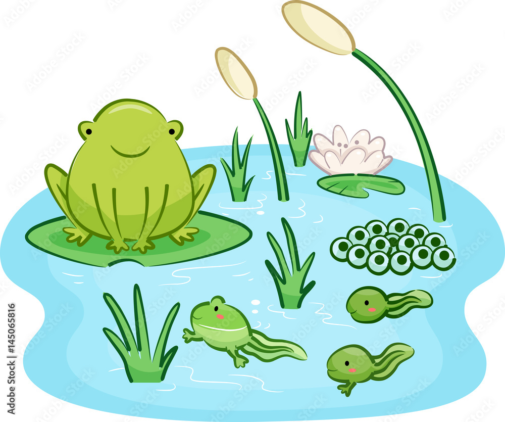 Fototapeta premium Cykl życia żaby do wieku dorosłego