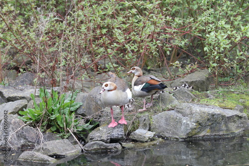 Nilgans