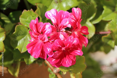 Fototapeta Naklejka Na Ścianę i Meble -  Fleurs de géraniums roses