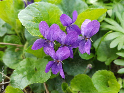 Veilchen, Viola odorata