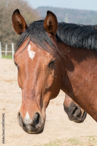 Pferd schaut aufmerksam