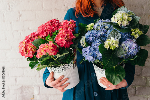 Beautiful hydrangea plants in woman's hands against rustic brick wall