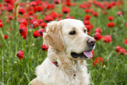 Golden retriever in the field of flowers © Medeya