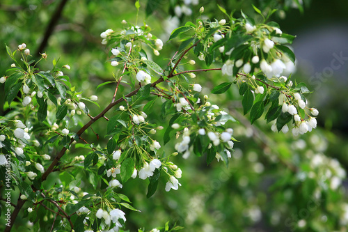 branch of apple blossom