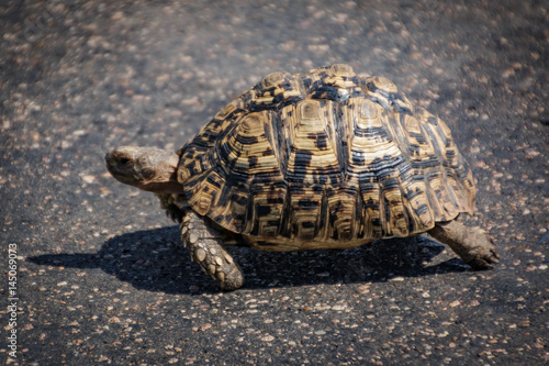 Tortoise walk on road Side matching tar surface colors